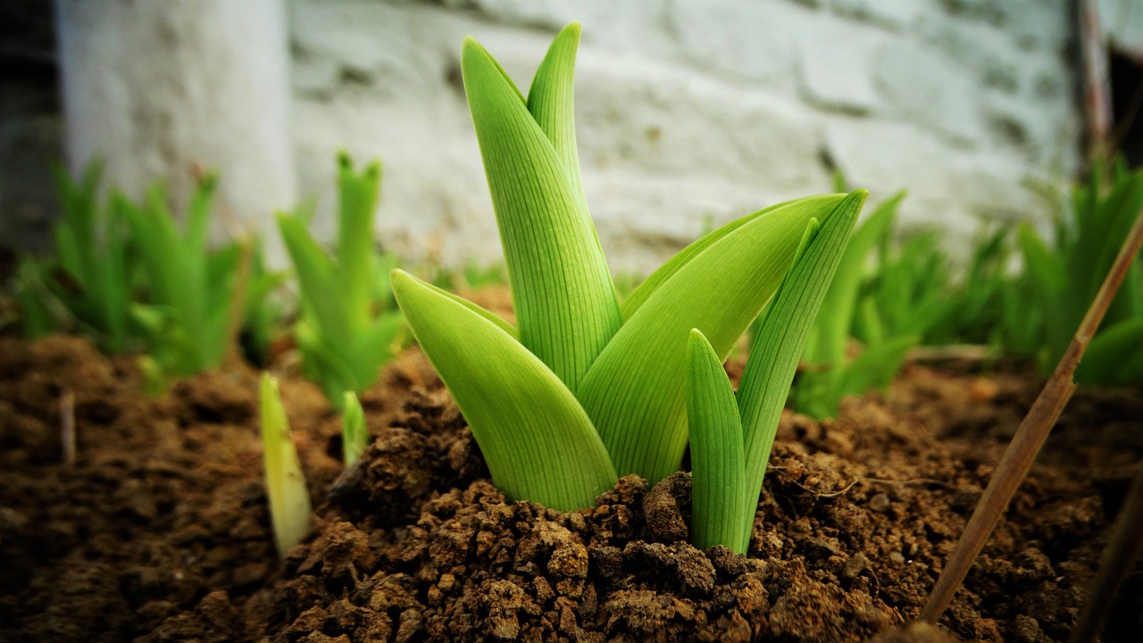 Spring Garden Prep: A Checklist